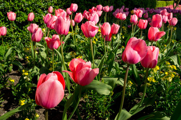 europe, UK, England, Surrey, Guildford, spring flowers