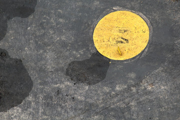 borboleta amarela camuflada no amarelo do asfalto