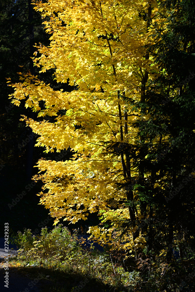 Wall mural herbstwald