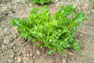 Escarola rizada  en crecimiento