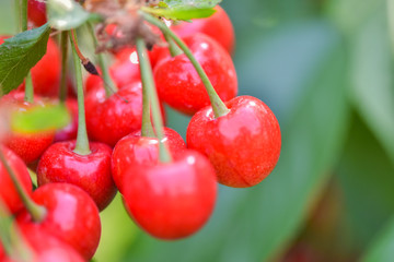 Close-up photos of ripe and delicious red cherries
