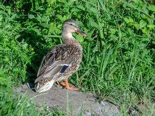 kaczka © Henryk Olszewski