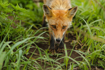 fox on the island