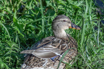 kaczka © Henryk Olszewski