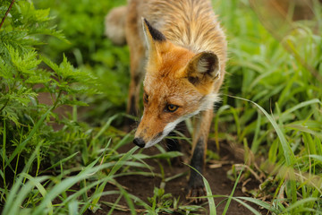 Fototapeta premium fox on the island