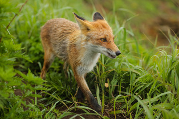 fox on the island