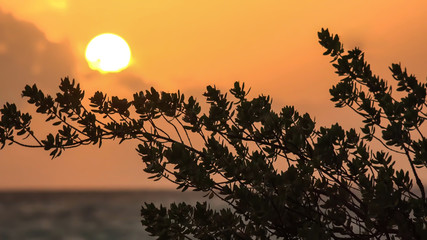 tree and bright moon over the orange sea