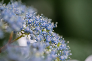 ガクアジサイの花