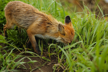 fox on the island
