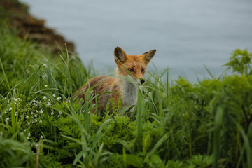 fox on the island