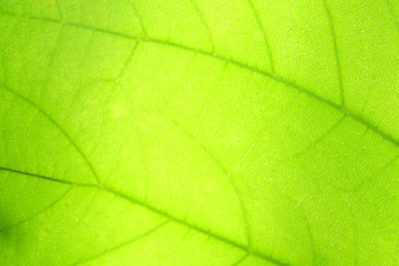 Fototapeta na wymiar close-up light green leaf texture background