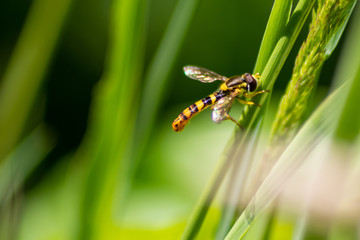 Perfekt als Wespe getarnte Schwebfliege wärmt sich in der Sonne an einem Grashalm vor ihrem nächsten Flug