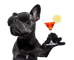 Foto op Plexiglas Grappige hond dronken hond die een cocktail drinkt