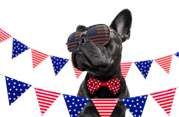 independence day 4th of july dog