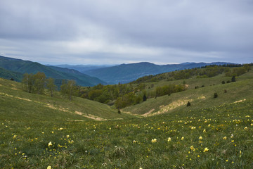 Beautyfull mountain Stolovi with flowers