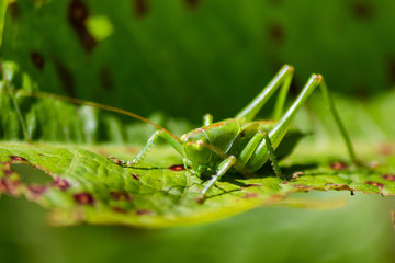 Grashüpfer in grüner natürlicher Umgebung gut getarnt auf einem Blatt auf Nahrungssuche