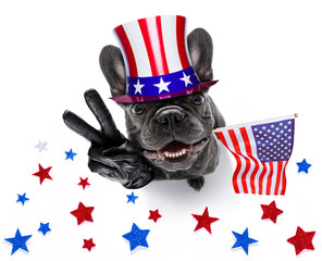 independence day 4th of july dog