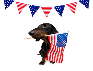 independence day 4th of july dog