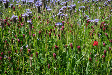 Wiese f&uuml;r Bienen mit Wiesenklee (Trifolium pratense) und Gilie , Sperrkrautgew&auml;chse (Polemoniaceae), auch Himmelsleitergew&auml;chse in Unterfanken