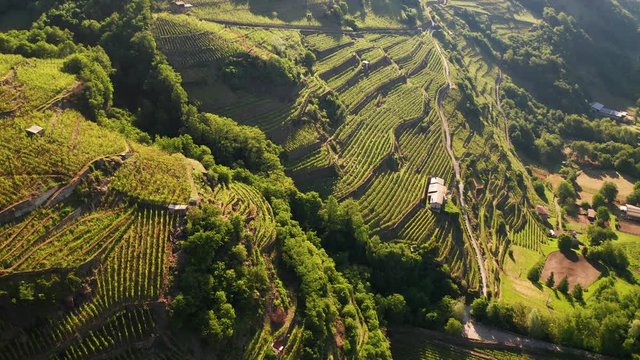 Aerial 4K - Valtellina (IT) - Castionetto di Chiuro - Vista dei vigneti 