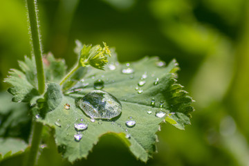 Nach dem Regen sammeln sich Regentropfen als Wasserperlen auf einem grünen Blatt mit Lotuseffekt