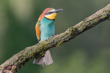 Birdlife, closeup of European bee eater (Merops apiaster)