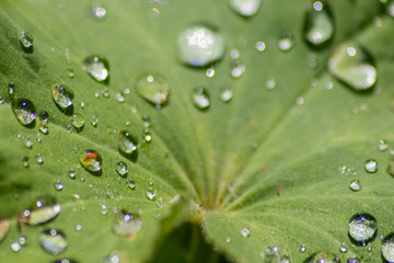 Nach dem Regen sammeln sich Regentropfen als Wasserperlen auf einem grünen Blatt mit Lotuseffekt