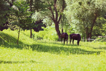 beautiful groomed horses in the forest