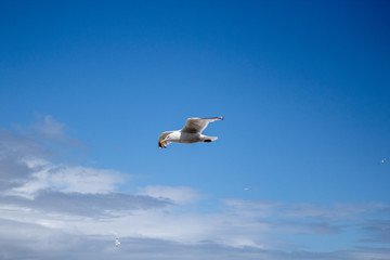 Low Flying Seagulls Over Porthmear Beach, St Ives, Cornwall 