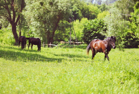 beautiful groomed horses in the forest