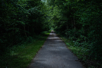 Fototapeta na wymiar Chemin dans une forêt en Belgique