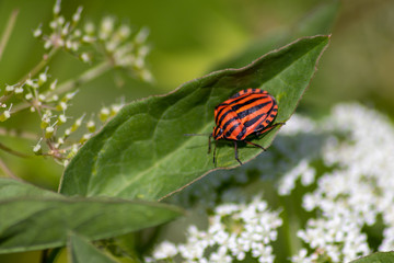 Rot-schwarz-gestreifte Blattwanze auf einer Blume im Sommer