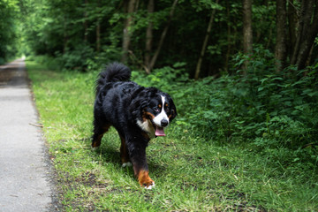 Bouvier Bernois en balade