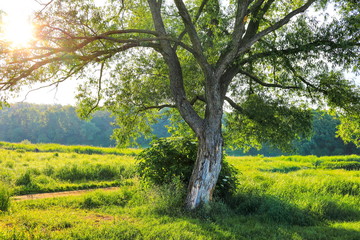 beautiful daytime summer forest landscape