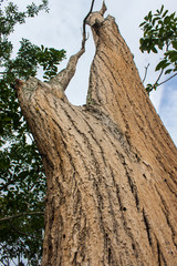 Arboles y pinos talados y vivos con corteza