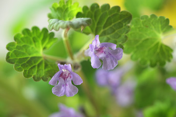 Glechoma hederacea, commonly known as ground-ivy, gill-over-the-ground, creeping charlie, alehoof,...