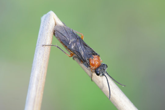Dolerus germanicus female, a sawfly with no common name