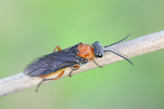 Dolerus germanicus female, a sawfly with no common name