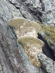 Daedalea quercina, known as the oak mazegill or maze-gill fungus