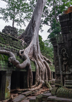 Ta Prohm temple overgrown with tree roots, Siem Reap Province, Angkor, Cambodia