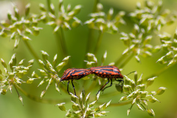 Zwei sich paarende Feuerwanzen auf sternförmigen Blüten sorgen für Nachwuchs unter den Insekten