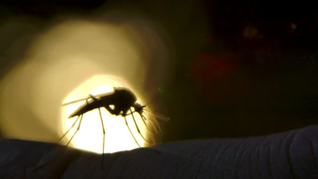 Soft focus silhouette of mosquito walking along caucasian skin. Slow mo.