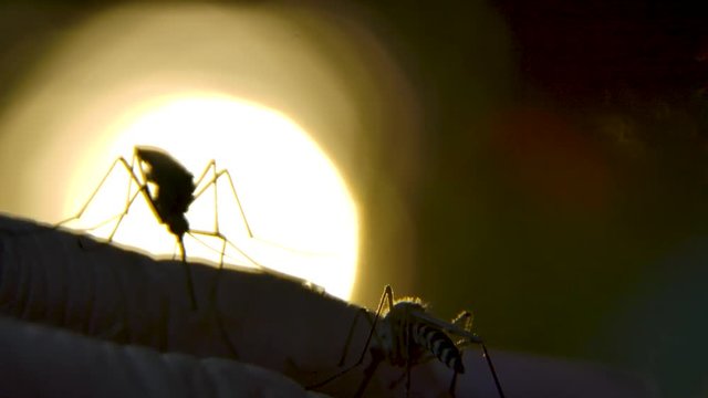 Two backlit mosquitoes crawling over light skin of fingers. Slow mo