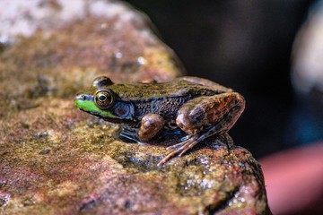 Green Frog