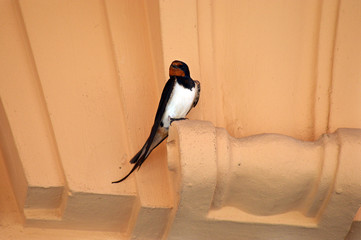 Swallow