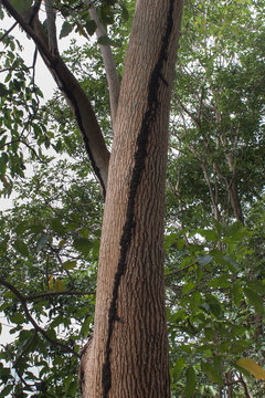 Arbol y nido de termitas, plaga de plantas