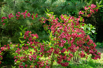 Luxury bush of flowering Weigela Bristol Ruby. Selective focus and close-up beautiful bright pink flowers against the evergreen in the ornamental garden. Nature concept for design