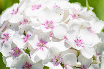 Bezaubernde Blüten präsentieren den Sommer in seiner schönsten Form für Blumengrüße und Insekten auf Pollensuche