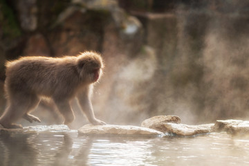 Snow monkey in Jigokudani Park at sunset