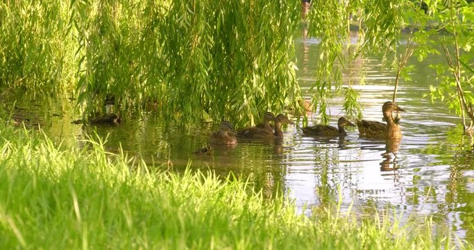 Mother duck (Mallard duck / Anas platyrhynchos) becomes alert of potential close danger and swims in front of its young ducks, watching for enemies. 4K DCI, 200 Mbps.